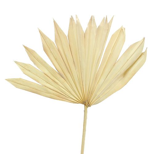 Palmspear Sun bleget 30 stk