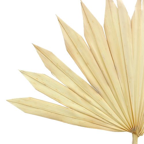 Artikel Palmspear Sun bleget 30 stk