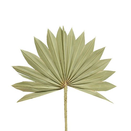 Palmspear Sun mini natur 50 stk
