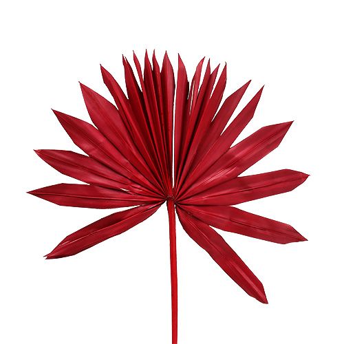 Floristik24 Palmspear Sun mini Rød 50 stk