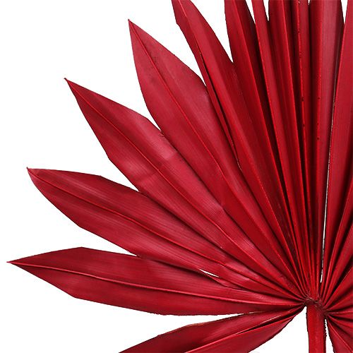 Artikel Palmspear Sun mini Rød 50 stk
