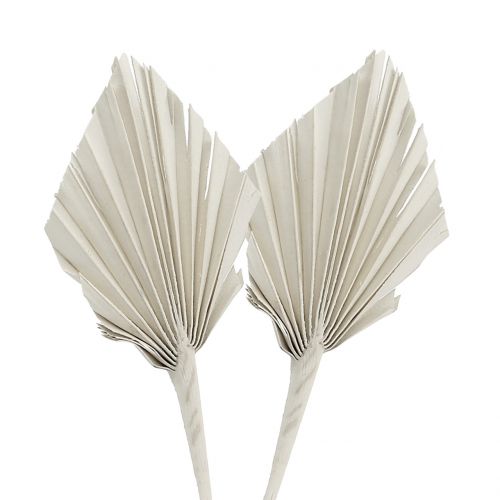 Floristik24 Palmspear Mini Hvid vasket 100 stk