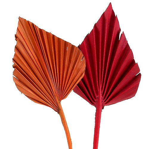 Floristik24 Palmespyd assorteret rød/orange 50 stk
