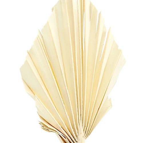 Artikel Palmspear mini bleget palmespyd tørret 50 stk