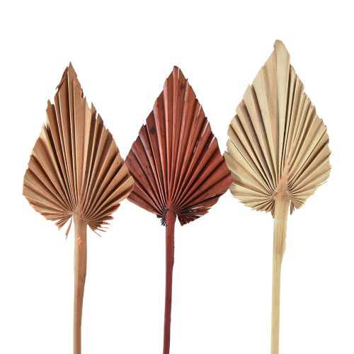 Palmspear mini assorteret Marokko 30 stk