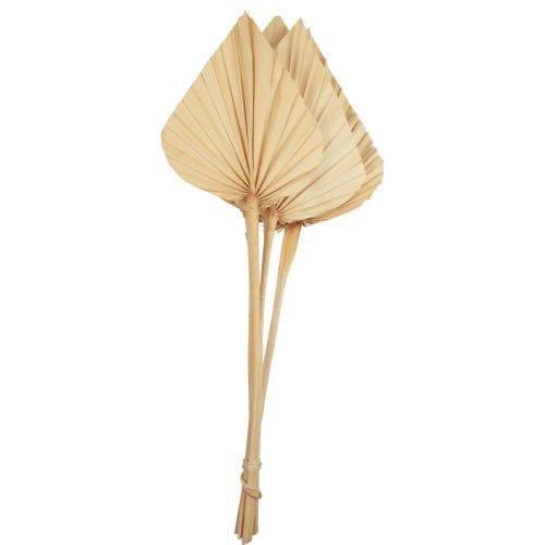 Floristik24 Palmespyd palmeblade naturlig dekoration bleget 12,5×38cm 4 stk