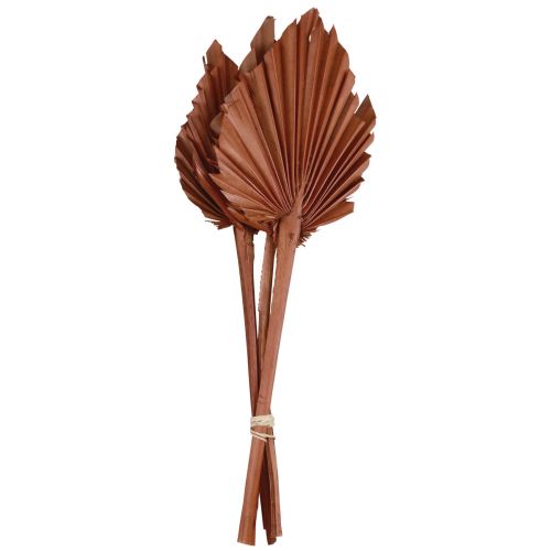 Floristik24 Palmespyd palmeblade naturlig dekoration brun 5-9×14cm L35cm 4 stk