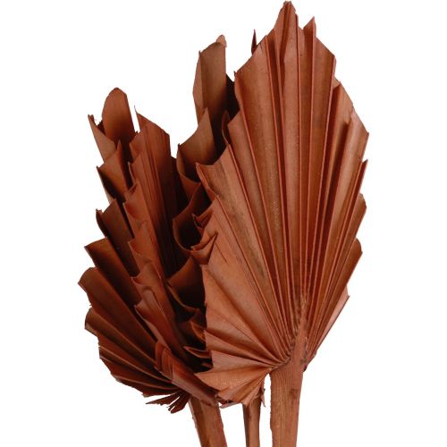 Artikel Palmespyd palmeblade naturlig dekoration brun 5-9×14cm L35cm 4stk