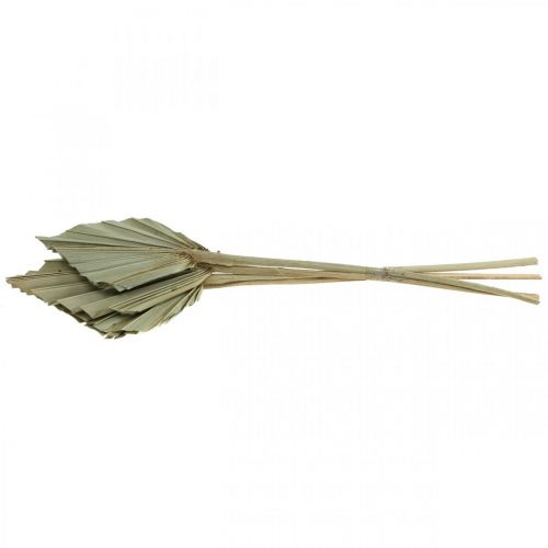 Artikel Mini palmespyd, tør blomsterdekoration, adventsdekoration, mindedage natur L33–34cm B7–9cm 4 stk.