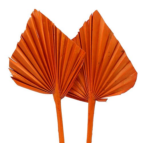 Floristik24 Palm Spear Orange 65 stk