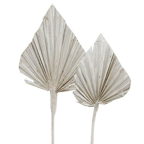 Artikel Palmespyd hvidkalket 10cm - 15cm L33cm 65 stk