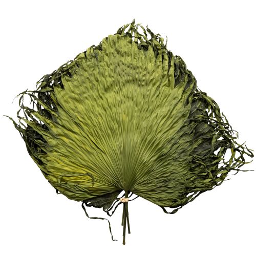 Palmeblade tørrede blade dekoration Saribus grøn 45cm 5 stk