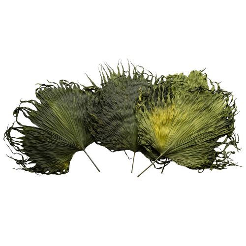 Floristik24 Palmeblade tørrede blade dekoration Saribus grøn 45cm 5 stk