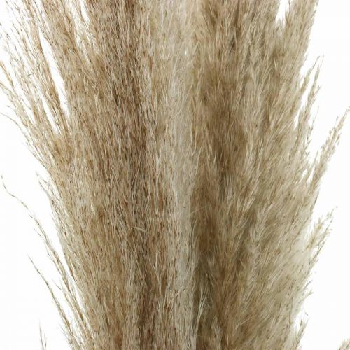 Floristik24 Pampas græs natur tørt græs dekorativ tør buket 1m 3 stk