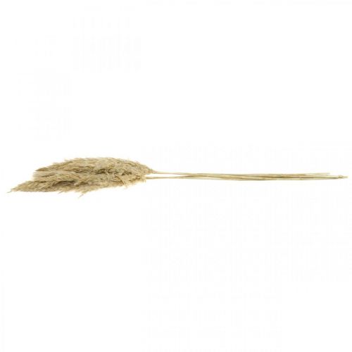 Artikel Tør dekoration pampas græs tørret bleget 70-75cm 6 stk