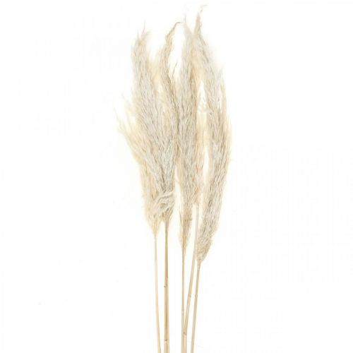 Artikel Pampas græs tørret bleget tør dekoration 65-75cm 6 stykker i et bundt
