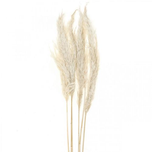 Floristik24 Pampas græs tørret Bleget tør deco 65-75cm 6 stk i bundt