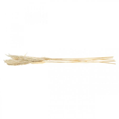 Artikel Pampas græs tørret bleget tør dekoration 65-75cm 6 stykker i et bundt