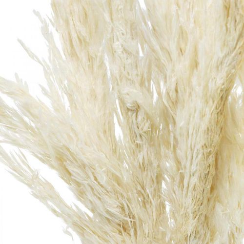 Artikel Pampas græs tørret bleget tør dekoration 65-75cm 6 stykker i et bundt