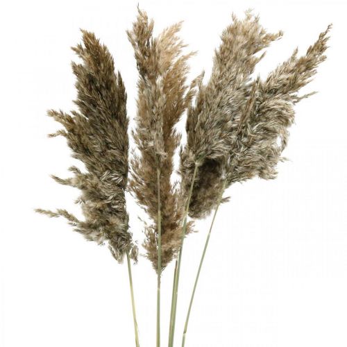 Floristik24 Tørret Pampas Græs Naturlig Til Tør Buket 70-75cm 6 stk