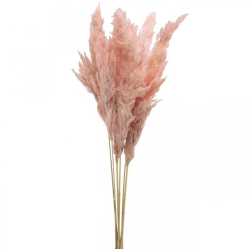 Pampas græs tørret pink tør blomster 65-75cm 6 stk i bundt