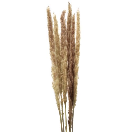 Artikel Pampas Græsdekoration Tørret Naturlig Tørdekoration 70cm 6 Stk