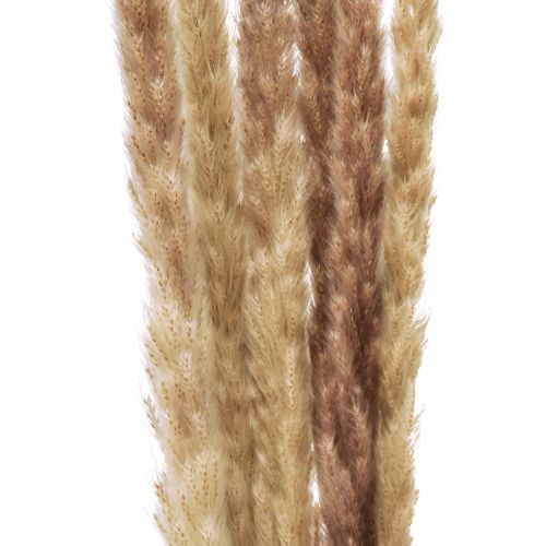 Artikel Pampas Græsdekoration Tørret Naturlig Tørdekoration 70cm 6 Stk