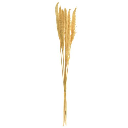 Artikel Pampas græs tørret tør græs creme tør dekoration 70cm 6 stk