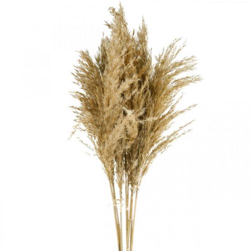 Floristik24 Pampas græstørret naturligt tørt blomsterbundt 75 cm bundt med 10 stk