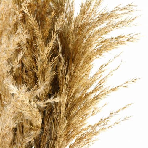 Floristik24 Pampas græstørret naturligt tørt blomsterbundt 75 cm bundt med 10 stk