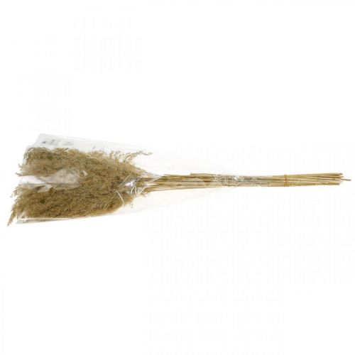 Floristik24 Pampas græs tørret naturlig tør dekoration 65cm 20 stykker i et bundt