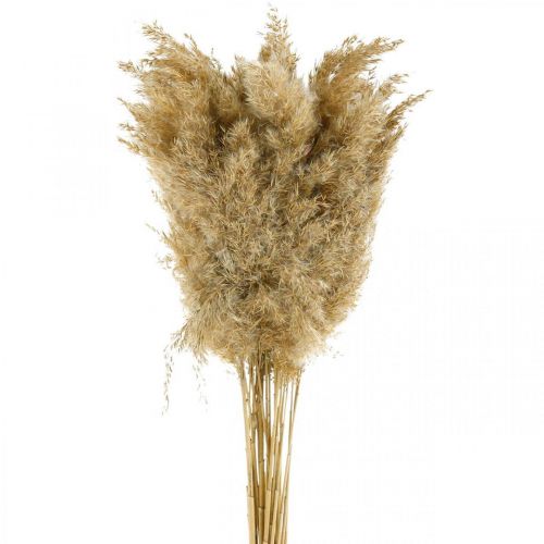 Floristik24 Pampas græs tørret naturlig tør dekoration 65cm 20 stykker i et bundt