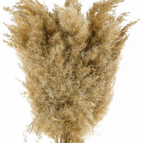 Floristik24 Pampas græs tørret naturlig tør dekoration 65cm 20 stykker i et bundt