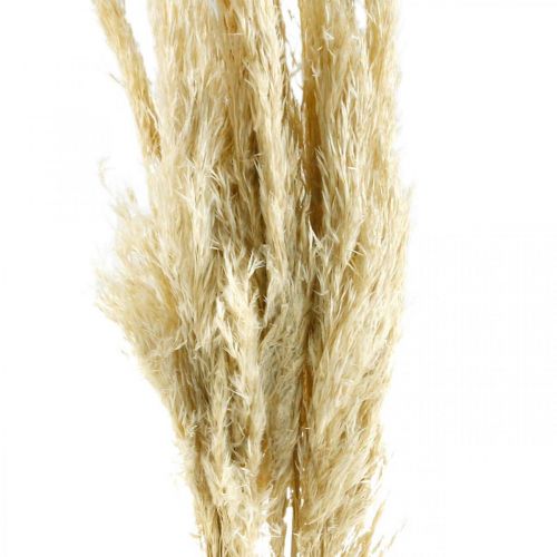 Floristik24 Tørret pampas græs bleget 75 cm til tørre buket bundt af 10