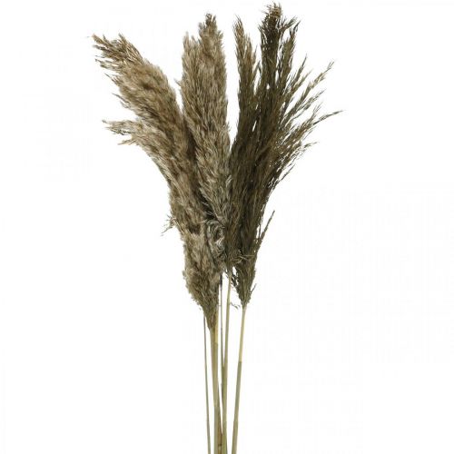 Floristik24 Pampas græs tørret naturligt tørt græs bundt 70-75cm 6 stk