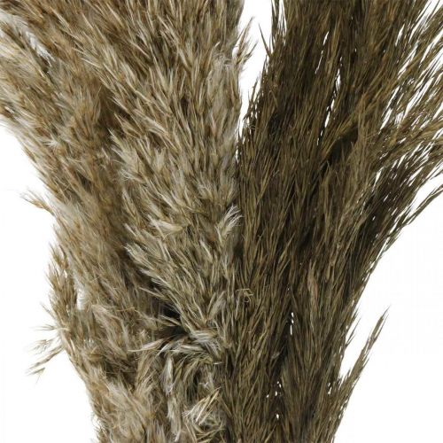 Floristik24 Pampas græs tørret naturligt tørt græs bundt 70-75cm 6 stk
