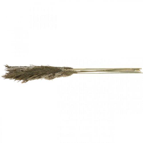 Floristik24 Pampas græs tørret naturligt tørt græs bundt 70-75cm 6 stk