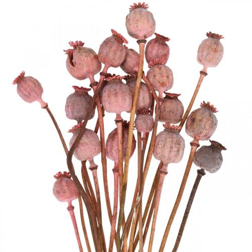 Artikel Dry Deco Poppy Kapsler Pink Valmue Farvede Tørrede Blomster 75g