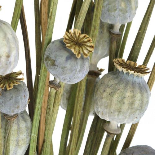 Artikel Tørrede valmuefrø kapsler naturlige tørrede blomster bundt deco valmue 90g