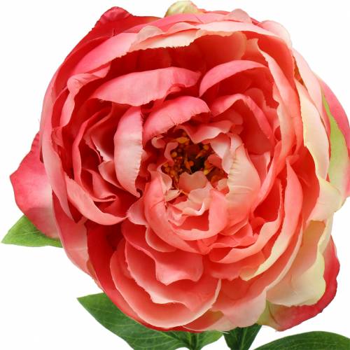 Floristik24 Peony pink 59cm