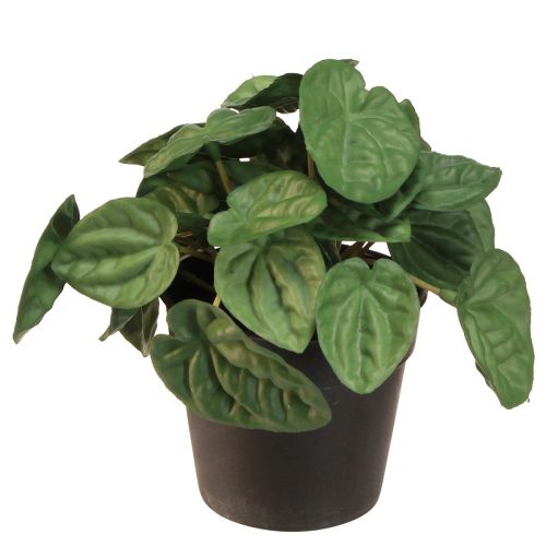 Artikel Peperomia Green Twist - Robust, dekorativ stueplante i 20 cm potte