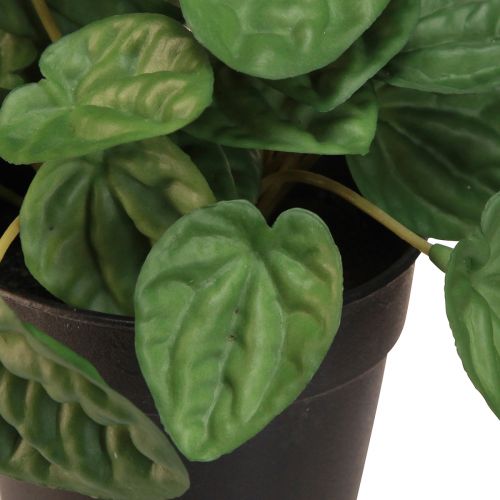 Artikel Peperomia Green Twist - Robust, dekorativ stueplante i 20 cm potte