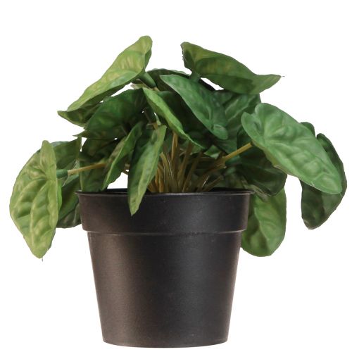 Artikel Peperomia Green Twist - Robust, dekorativ stueplante i 20 cm potte