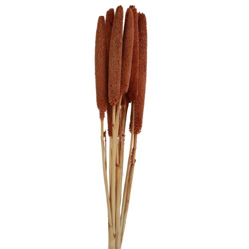 Floristik24 Perle Hirse Dekorative Siv Babala Hirse Brun 70cm 10 stk
