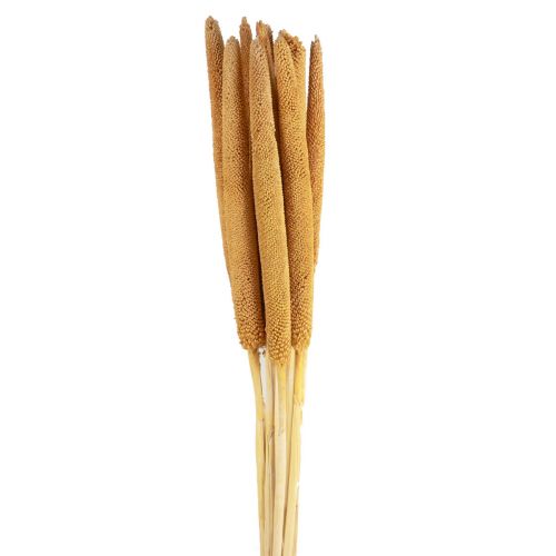 Artikel Perle Hirse Dekorative Sivløg Babala Hirse Gul 70cm 10 stk
