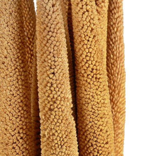 Artikel Perle Hirse Dekorative Sivløg Babala Hirse Gul 70cm 10 stk