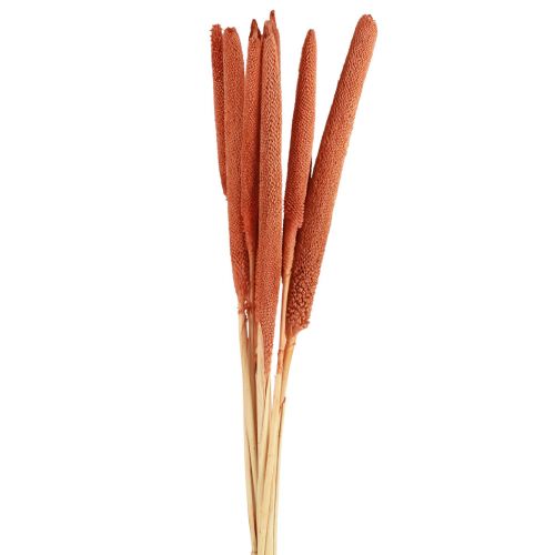 Artikel Perlehirse siv Babala hirse orange 70cm 10 stk