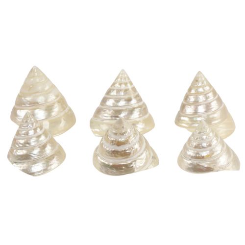 Floristik24 Perlemor gyrosnegl havsnegl dekoration 5-6 cm 6 stk.