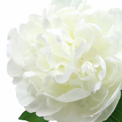 Floristik24 Peony hvid 72cm