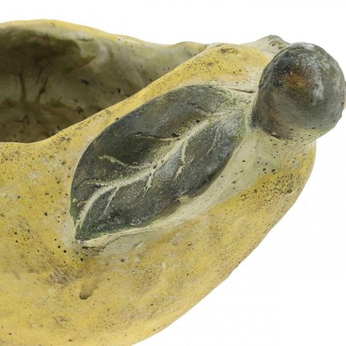 Artikel Pære til plantning, efterårsdekoration, betonkar L19cm H15,5cm